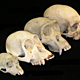Primate skull series no legend