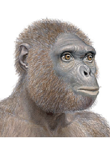 Ardipitecus Ramidus