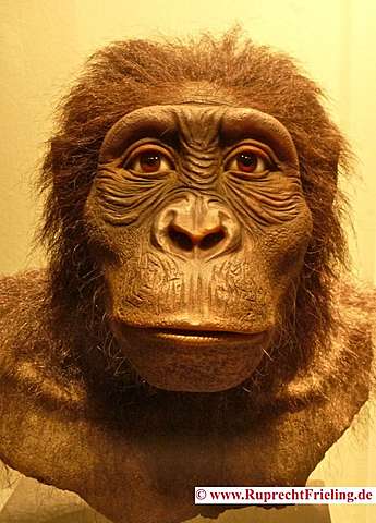 Australopithecus anamensis