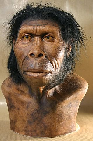 Homo habilis
