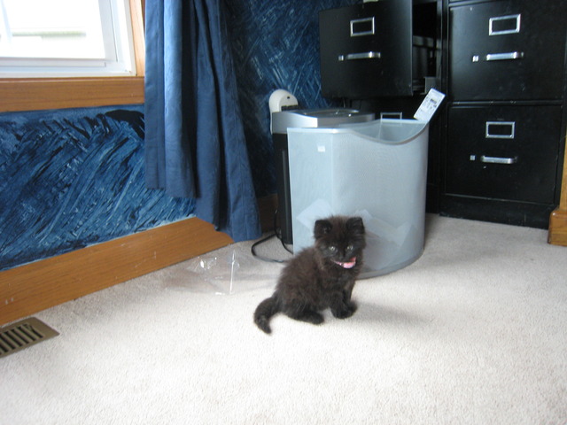 Got Kitten