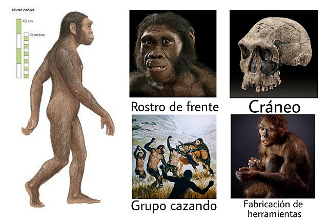 Homo habilis    2.5 MA
