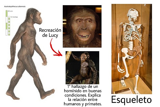 Australopithecus afarensis      3.9 MA