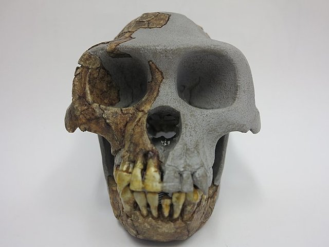 Ardipithecus ramidus
