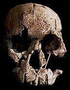 Homo habilis