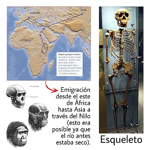 Homo Ergaster    1.9MA