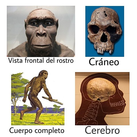 Homo rudolfensis   2 MA