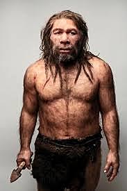 Homo Neanderthalis (230.000 - 40.000 anos)