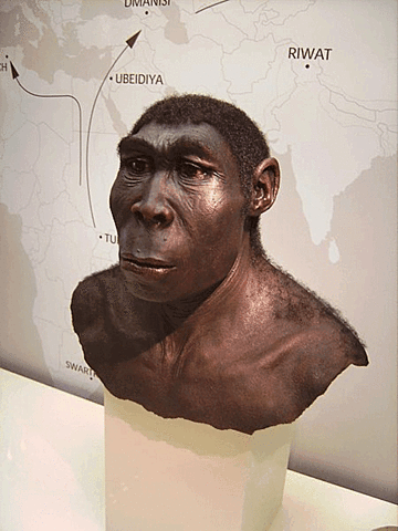 Homo Erectus (2 m.a - 50.000 anos)