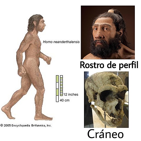Homo neanderthalis   230.000 Años