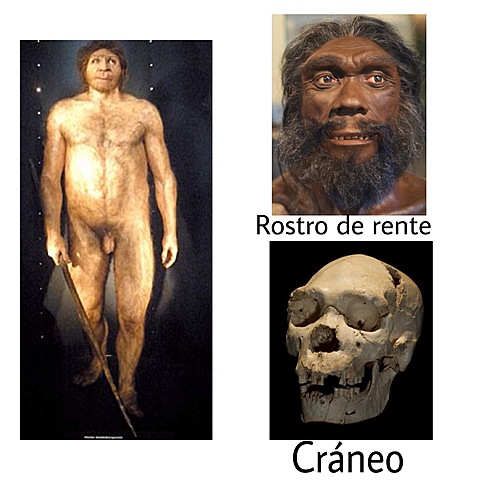 Homo heidelbergensis   600.000 Años