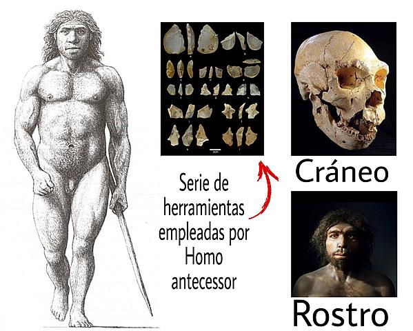 Homo antecessor   900.000 Años