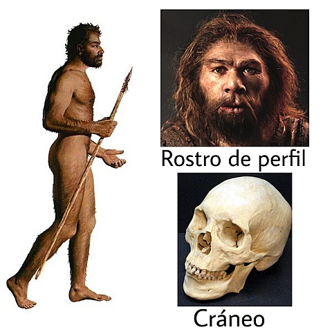 Homo sapiens   150.000 Años