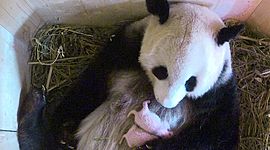 Timeline: Nacimiento de un oso