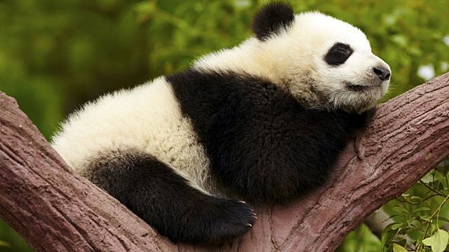 Nacimiento de un oso