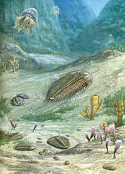 Sara Saa 8A Periodo Cámbrico