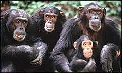 Primeros antropozoides