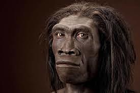 Homo erectus