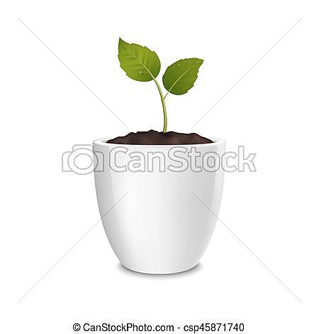 Etapa del crecimiento