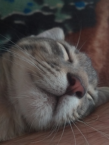 La adopción de apolo.