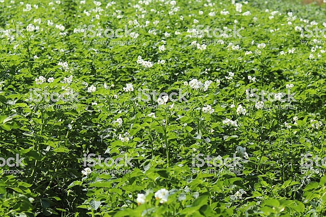 Etapa de la maduración