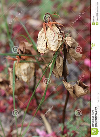 La etapa de la Polinización