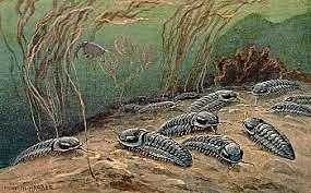 Era Paleozoica(Ordovicico)