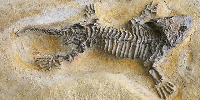 Alejandra Ricaurte 8B- Eón Fanerozoico: Era Paleozoica: Periodo Pérmico