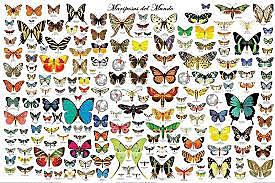 ESPECIES DE MARIPOSAS