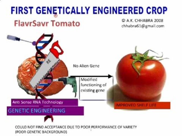 First Genetically Engineered Food Product; Flavr Savr