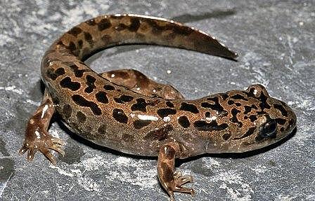 Periodo Carbonífero (345 m.a)