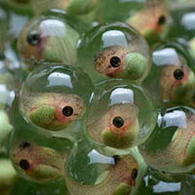 Timeline: el nacimiento de el sapo