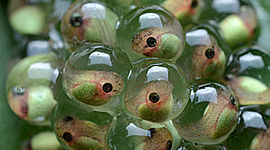 Timeline: el nacimiento de el sapo