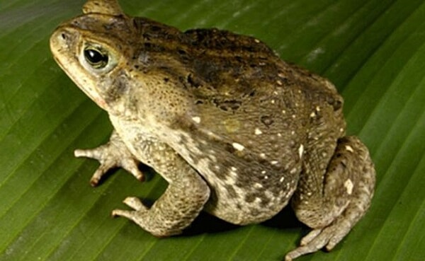 ya la cola se vuelve mas corta