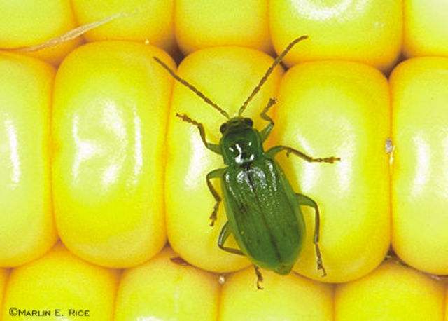 U.S Environmental Protection Agency approves first GM rootworm resistant corn.