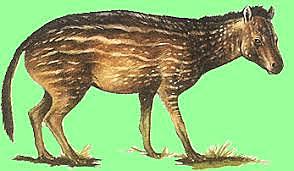 Era Cenozoica(Eoceno)