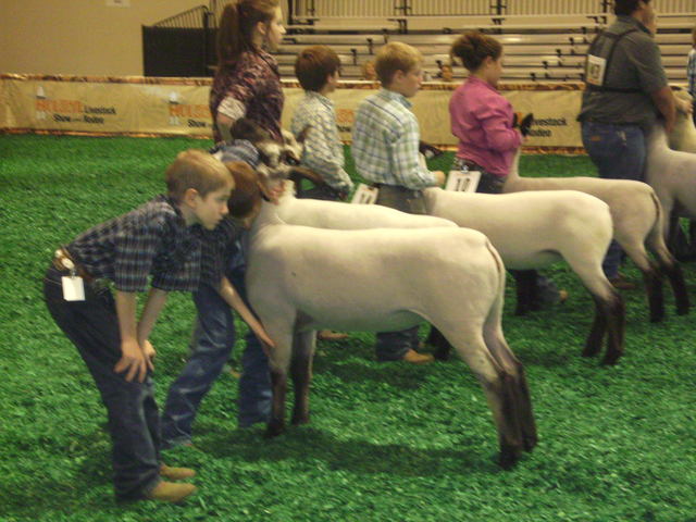 went to first all american sheep show