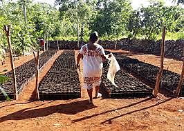 Organización agraria de los mayas