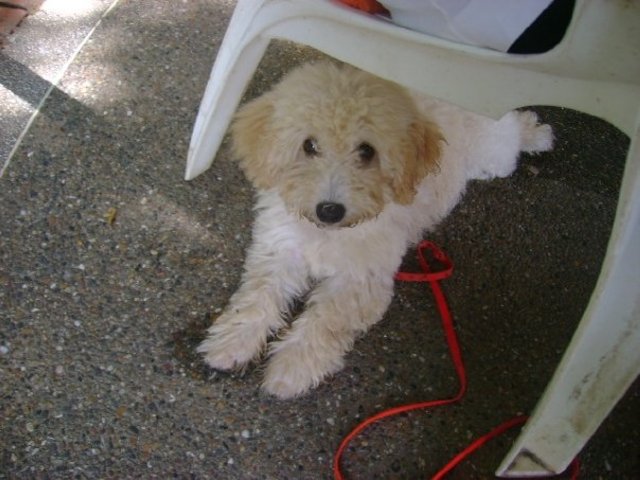 When I got my first dog: "Pelusa"