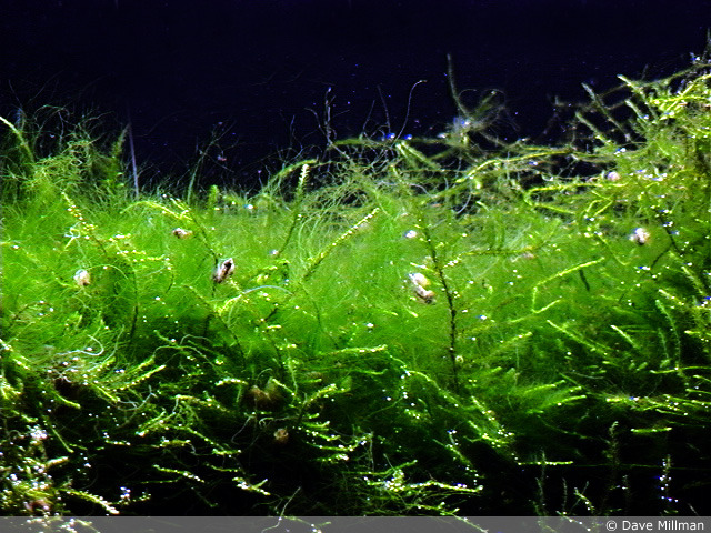 Aztecs harvest Algae from there lakes to grow to make food