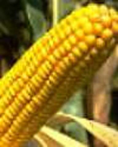 Cross Fertilazation of Corn is discovered