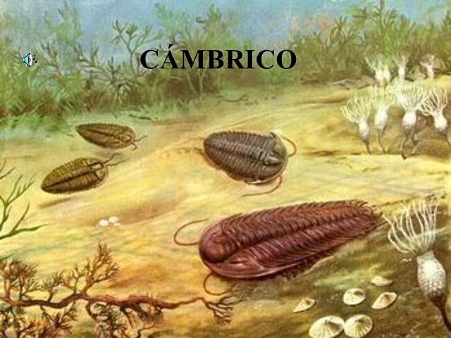 periodo cambrico