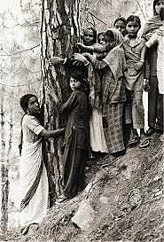 En Ecofeminismo, movimiento Chipko culmina su campaña.