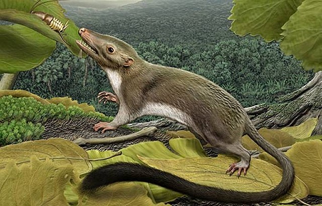 Periodo Cenozoica / Paleógeno