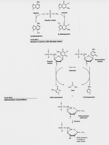 Walter Gilbert and Allan Maxam at Harvard University devised a method for sequencing DNA using chemicals rather than enzymes