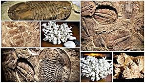 Período ordovícico (500 a 430 millones de años)