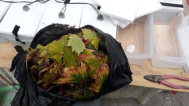 OBTENER LOS ESQUEJES