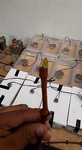 PREPARACIÓN DE ESQUEJES