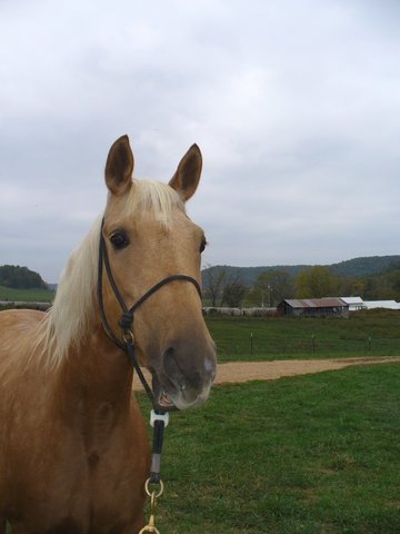 Rode my first horse.