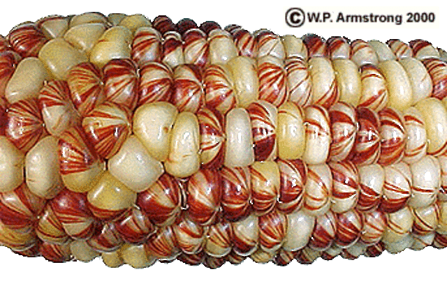 transposable elements, or "juumping genes" discovered in corn